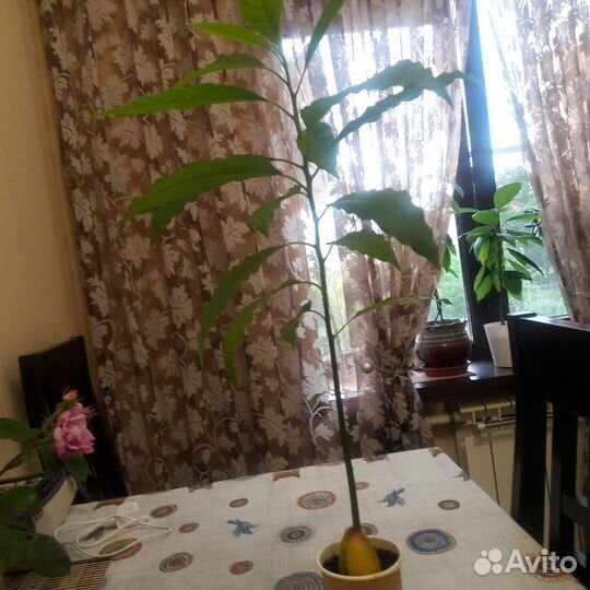 Саженцы авокадо