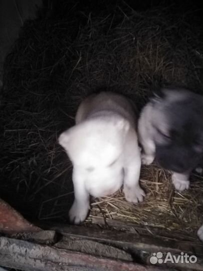 Продам щенков алабая