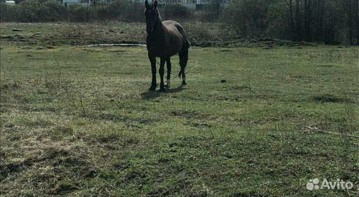 Навоз конский в мешках