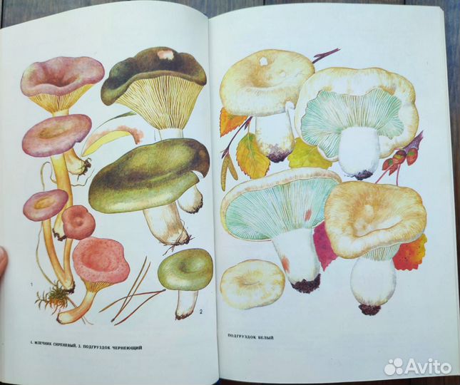 Ботаническая книга грибы, растения
