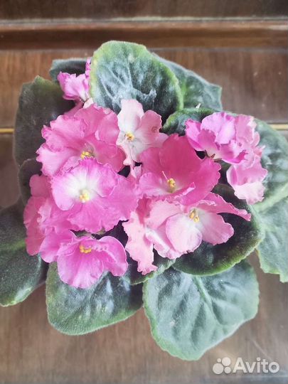 Фиалки махровые фиолетовые цветки