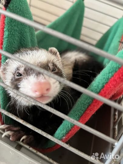 Хорек девочка