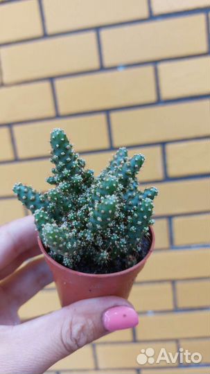 Кактусы и суккуленты