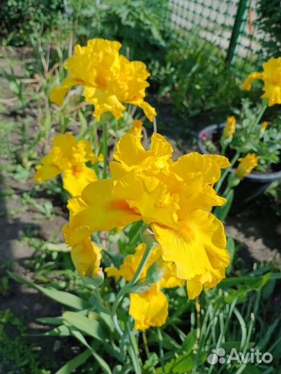 Ирисы. Разные сорта