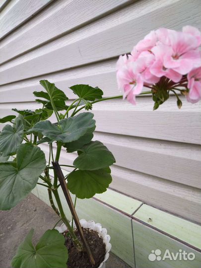 Герань пеларгония цветущее растение