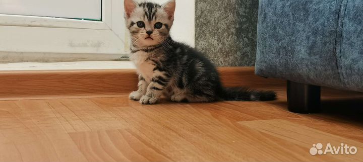 Шотландские котятки