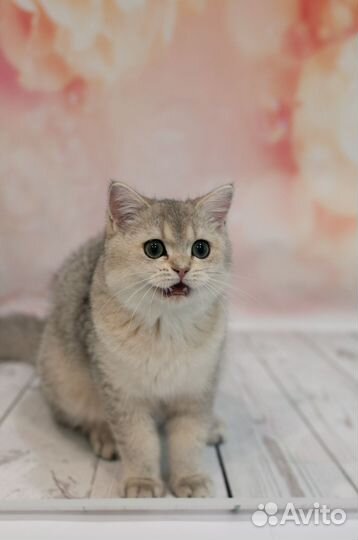 Британский мальчик