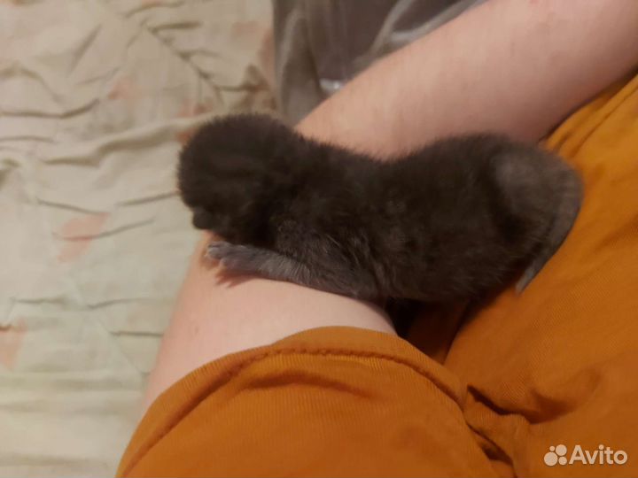 Отдам котёнка бесплатно