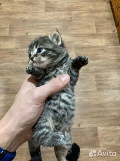 Домашнняя кошка