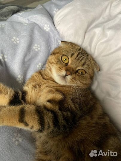 Шотландская вислоухая кошка