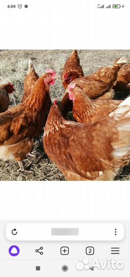 Куры несушки