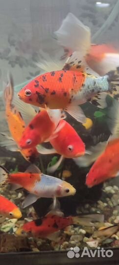 Золотые рыбки