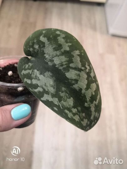 Эпипремнум. Сциндапсус