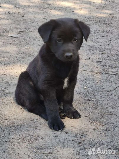 Щенки бесплатно