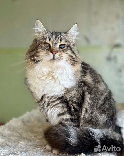 Отдам в добрые руки