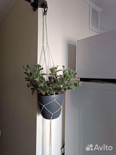 Традесканция силламонтана