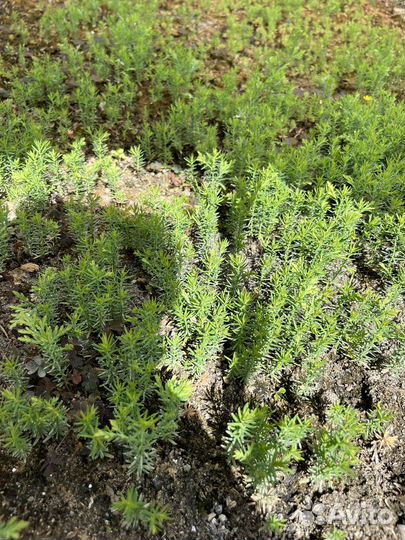 Черенки туи смарагд