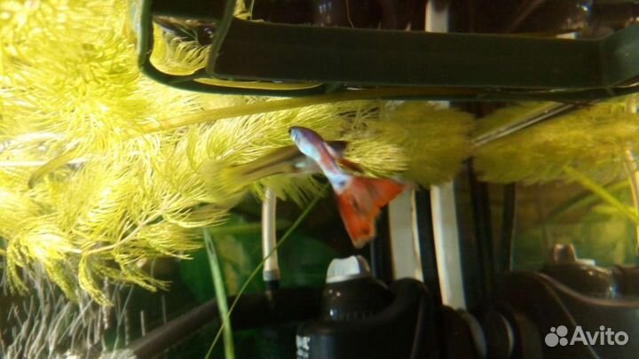 Гуппи вуалевые, Эндлера