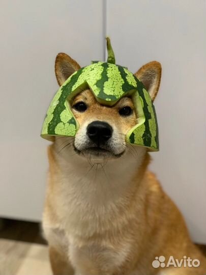 Сиба ину вязка