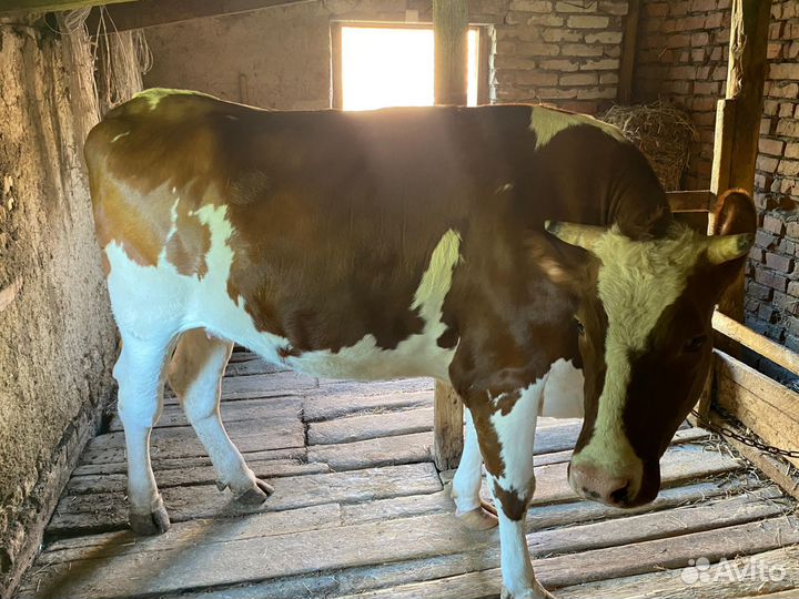 Телка 2 года
