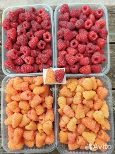 Малина ремонтантная 