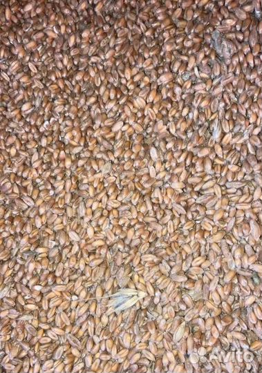 Фуражная кукуруза, Сахарная свёкла на корм