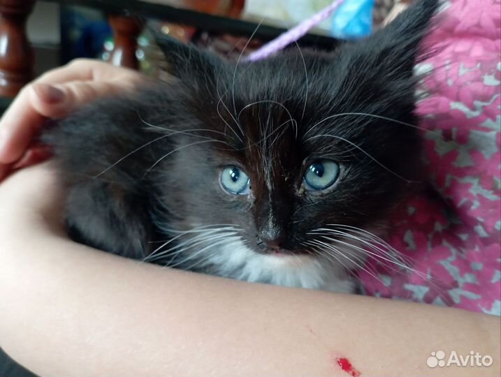 Котëнок