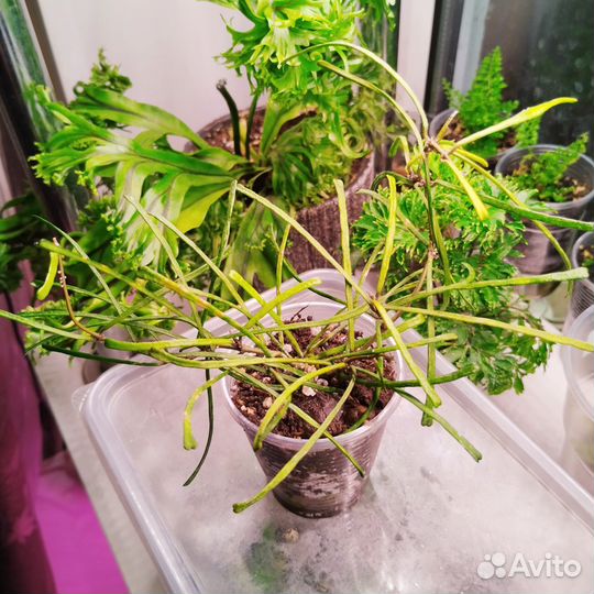 Хойя ретуза