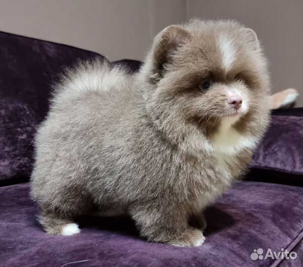 Шпиц лиловый