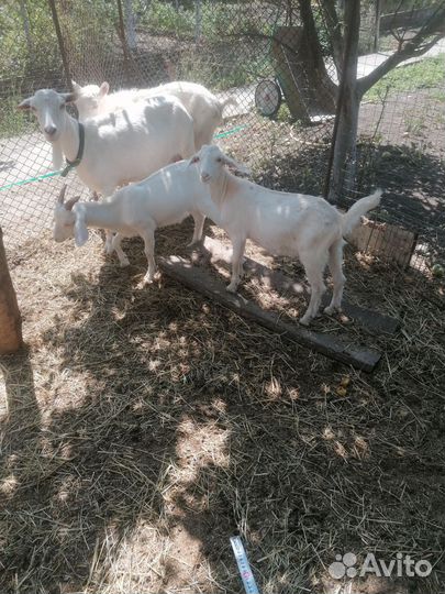 Коза дойная