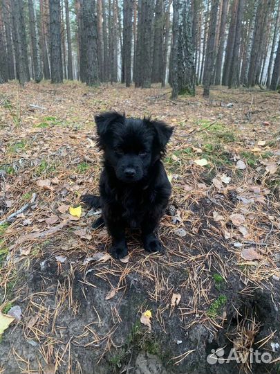 Скотч-терьер