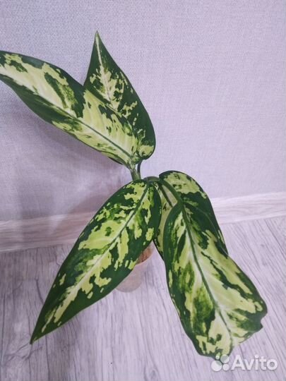 Диффенбахия