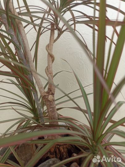 Бонсай Пальма Драцена и Фикус Бенжамина