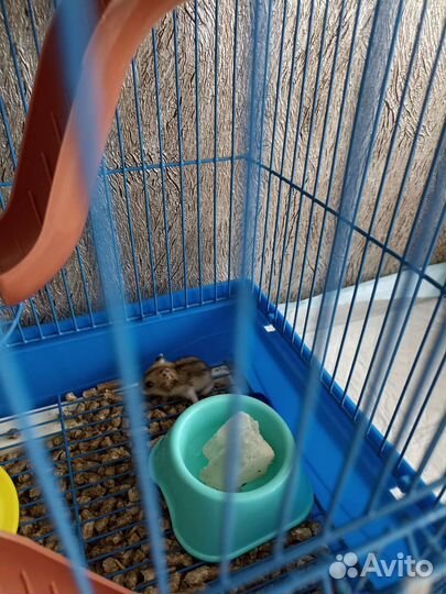 Хомяки джунгарики