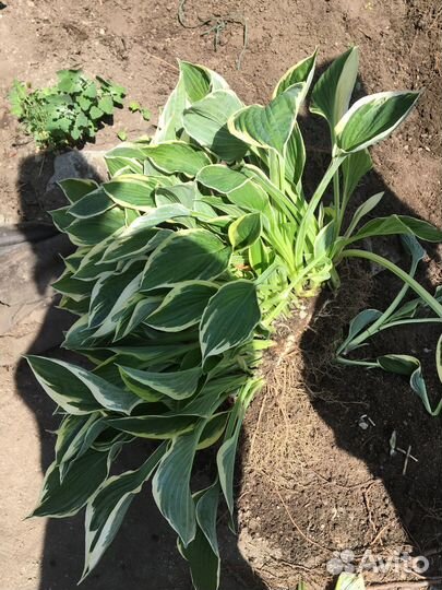 Хоста. Кусты большие