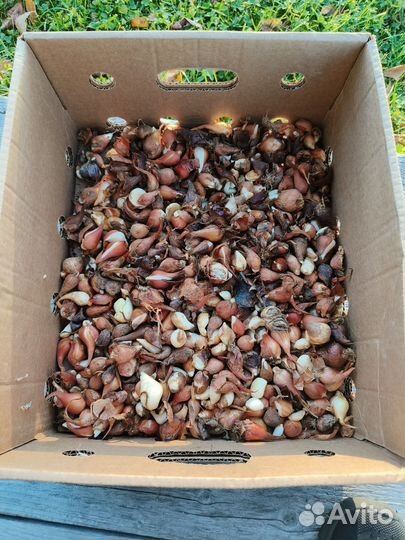 Луковицы тюльпанов детки 1-3 см микс