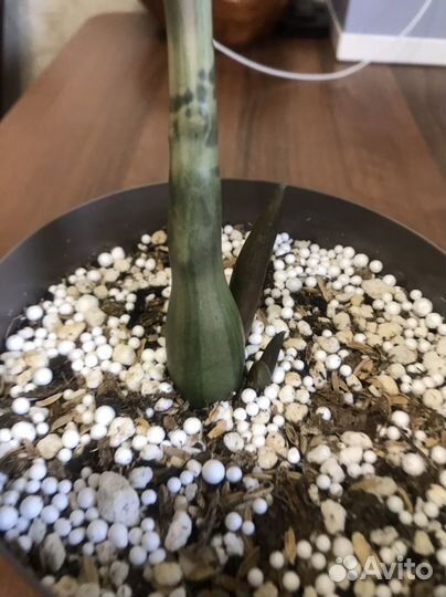 Замиокулькас big Round leaf