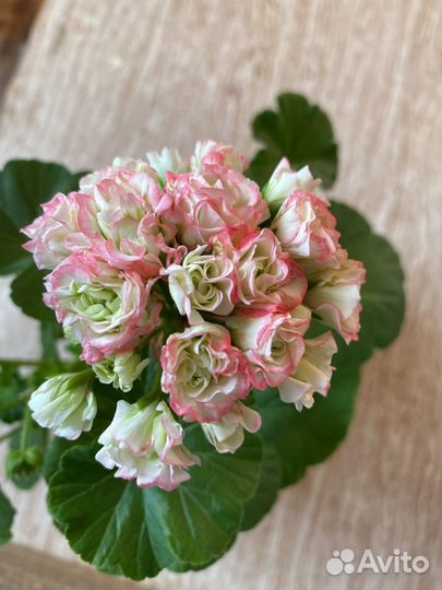 Пеларгония герань