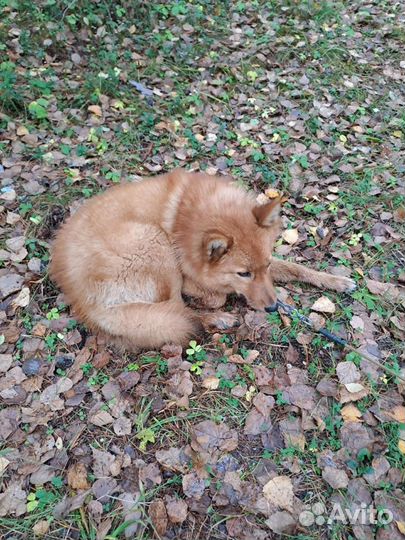 Щенки корелло финская лайка