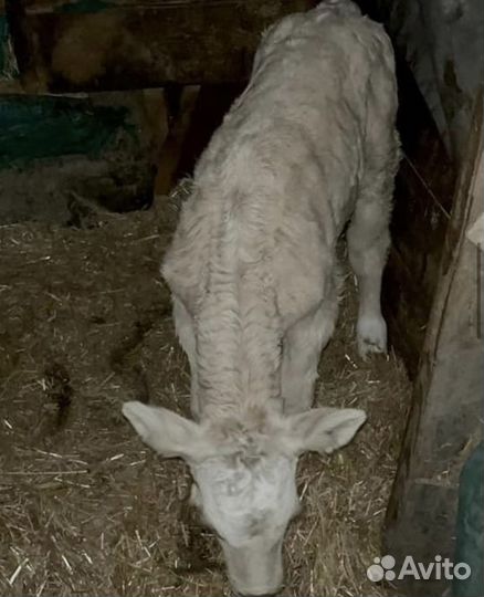 Молодняк телята