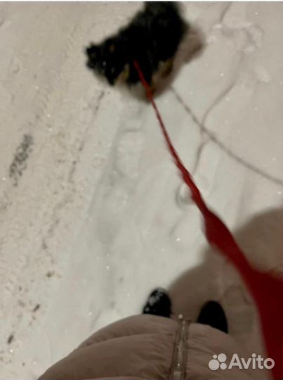 Выгульщик собак