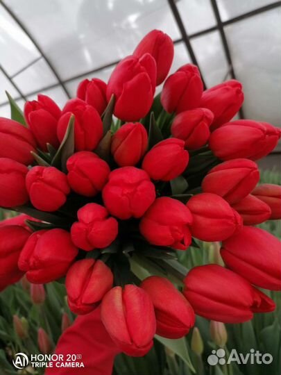 Тюльпаны к 8 марта оптом