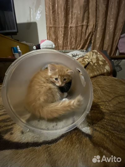 Отдам в добрые руки