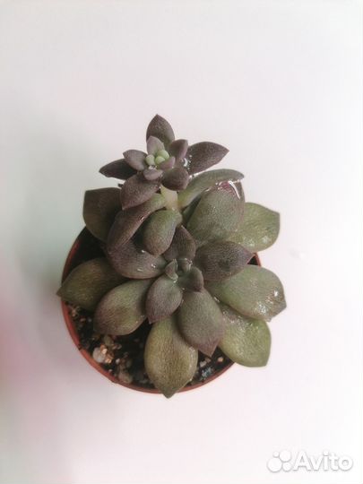 Эчеверия карниколор (carnicolor) суккуленты