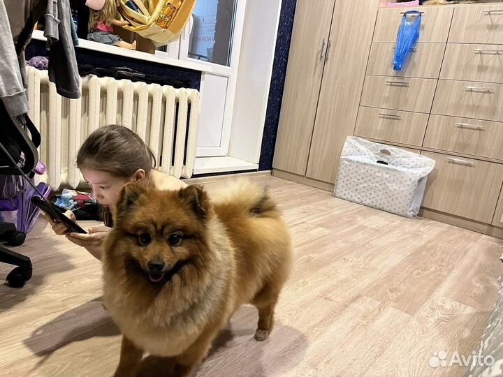 Малый немецкий щпиц