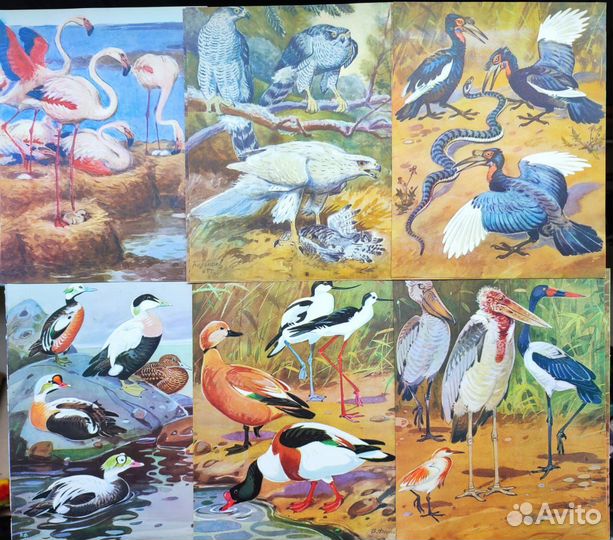 Иллюстрации птиц, насекомые, картинки