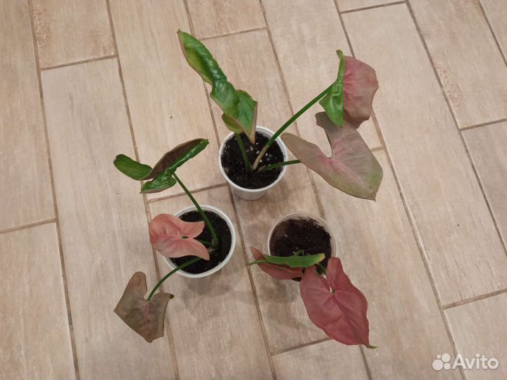 Сингониум Пинк неон