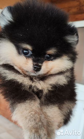 Щенки шпица