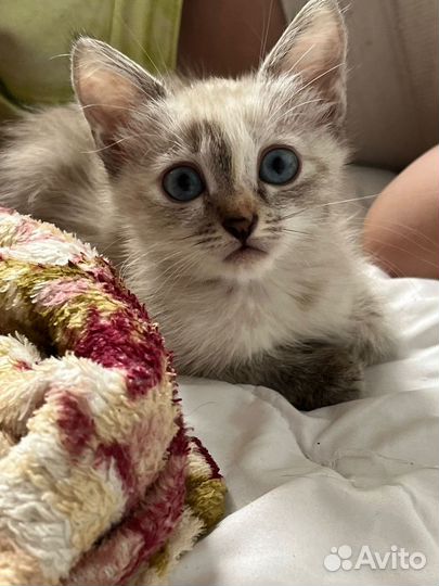 Невская маскарадная Малышка Ниффи ищет семью