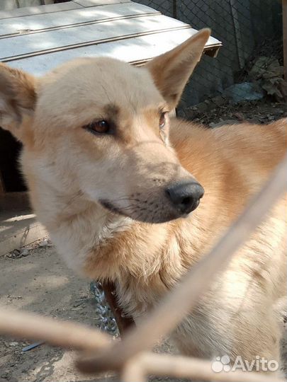 Щенки в добрые руки